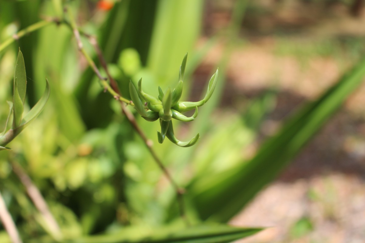 Furcraea foetida (L.) Haw.